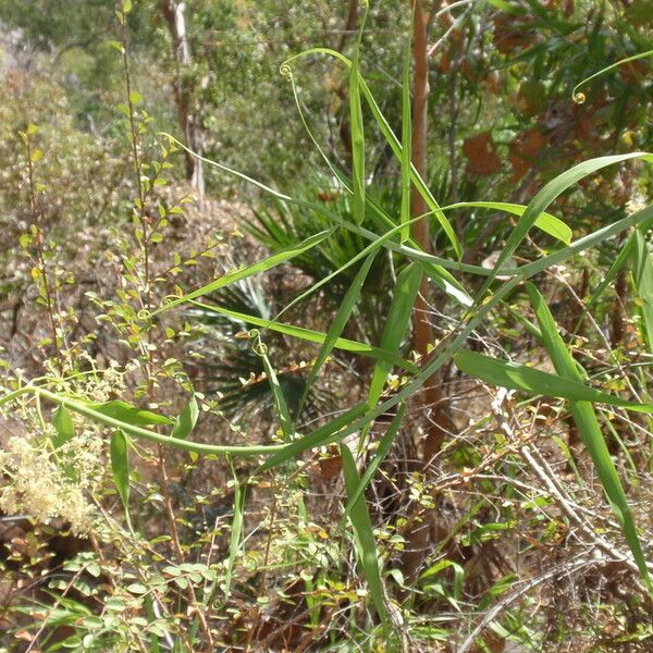 Flagellaria indica Цветок