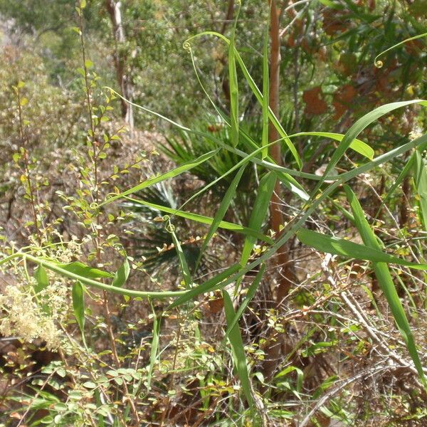 Flagellaria indica Flower