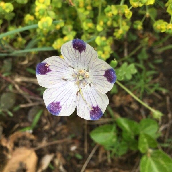 Nemophila maculata Flower