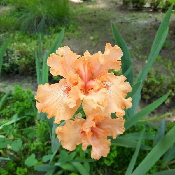 Iris barbatula Flower