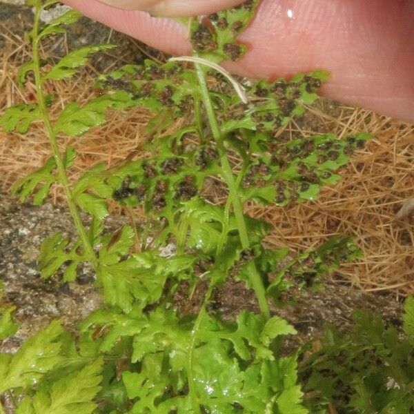 Cystopteris fragilis Fruit