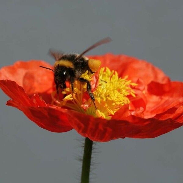 Papaver croceum Floro