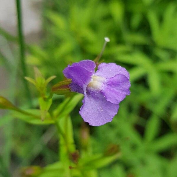 Mimulus ringens Kvet