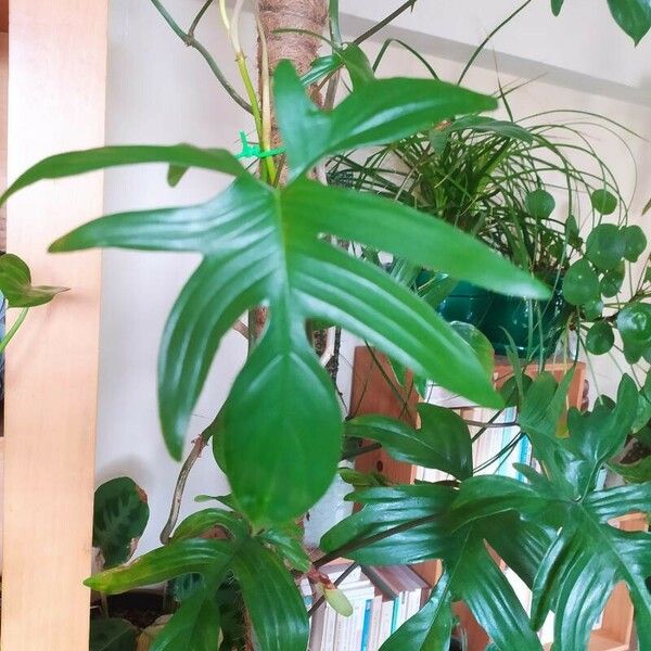 Philodendron pedatum 叶