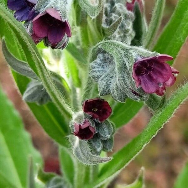 Cynoglossum officinale 花