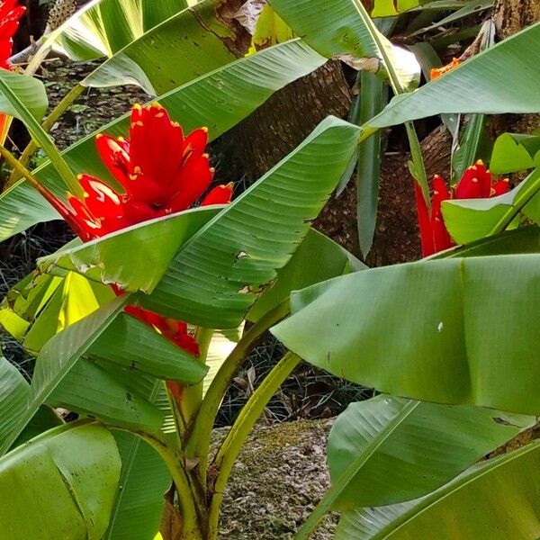 Musa coccinea Flors