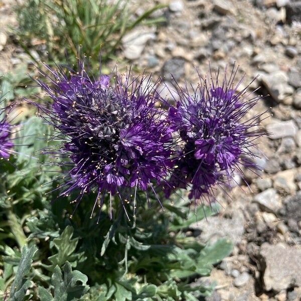 Phacelia sericea Çiçek