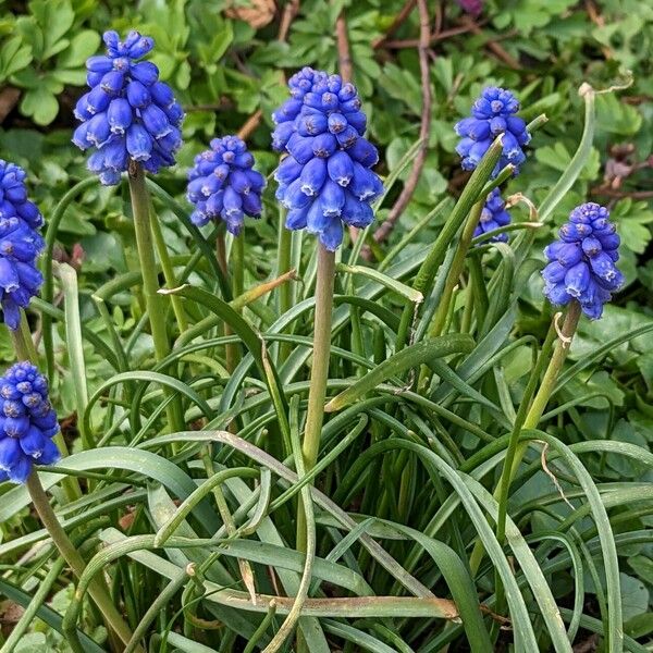 Muscari armeniacum Blomst