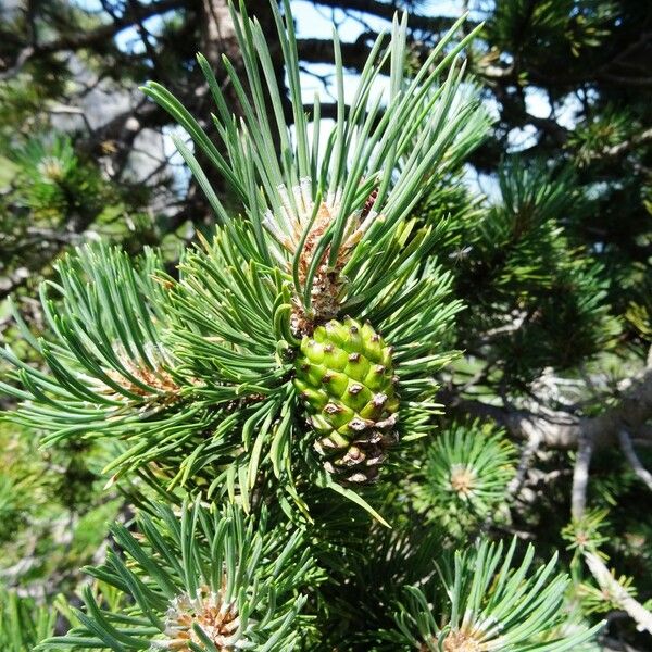 Pinus mugo 其他