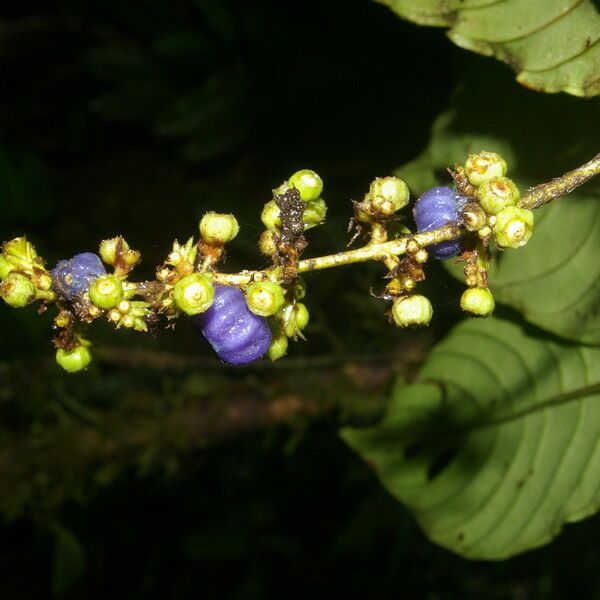 Bertiera bracteosa Flor