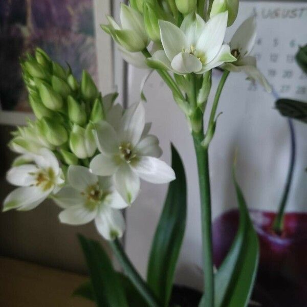 Ornithogalum thyrsoides Blüte