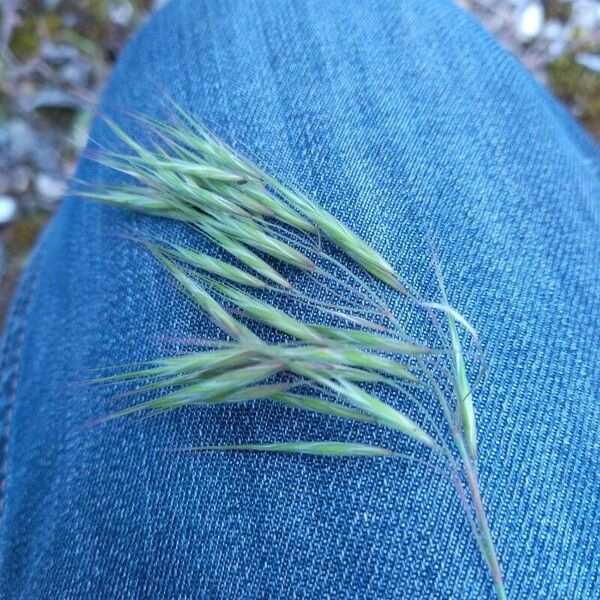 Bromus tectorum Vrucht