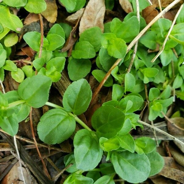 Veronica serpyllifolia Lapas