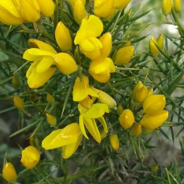 Ulex parviflorus Flower