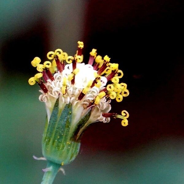 Baculellum articulatum Õis