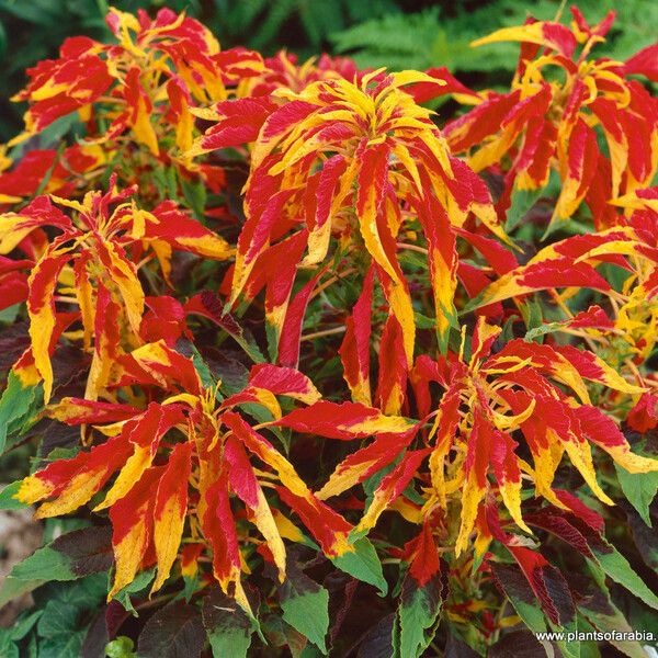 Amaranthus tricolor Foglia