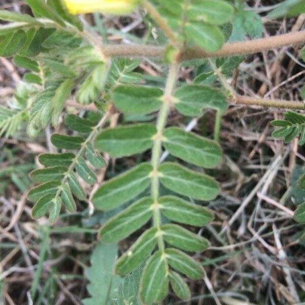 Tribulus cistoides Folha