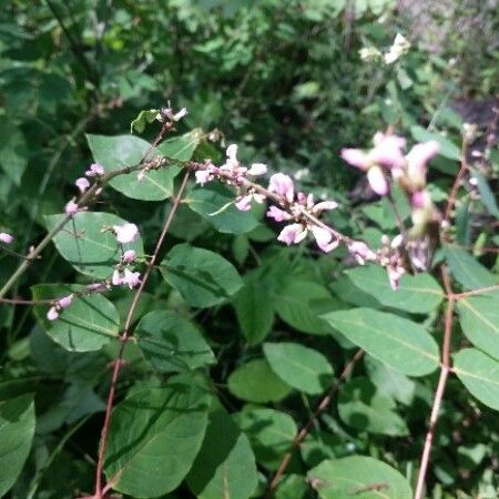 Phryma leptostachya Fiore