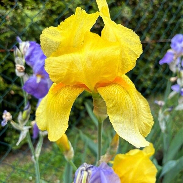 Iris barbatula Květ