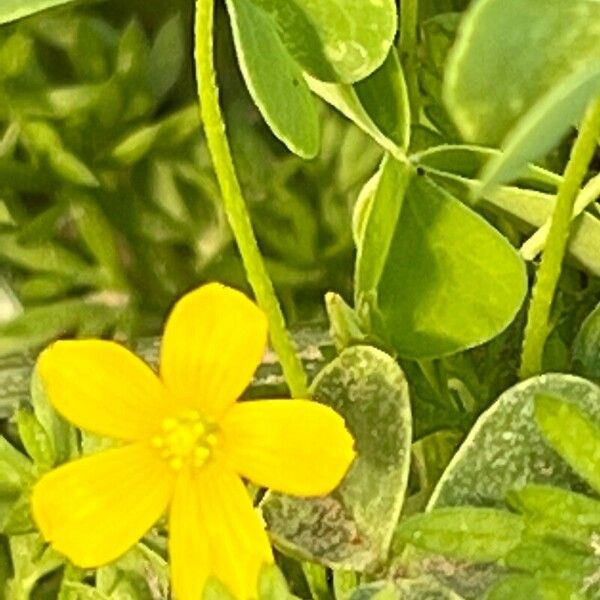 Oxalis dillenii Flower