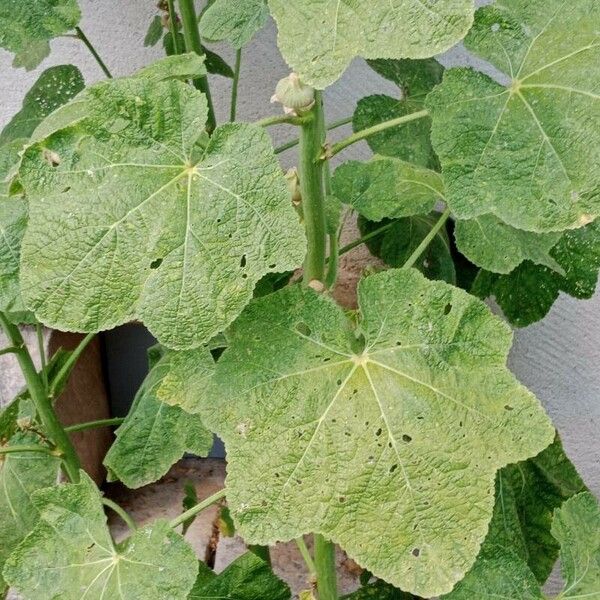 Alcea rosea Leaf