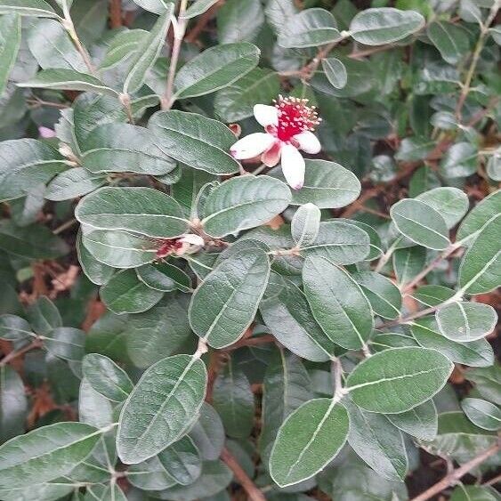 Acca sellowiana Flower