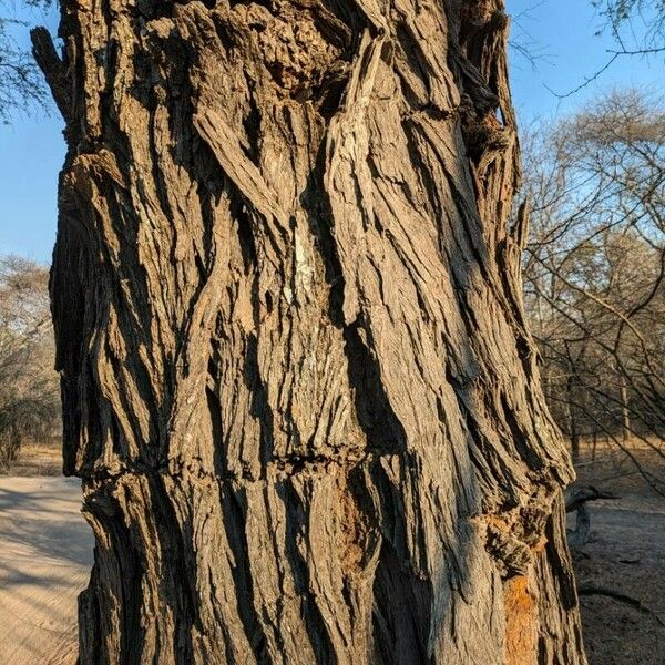 Vachellia erioloba 樹皮