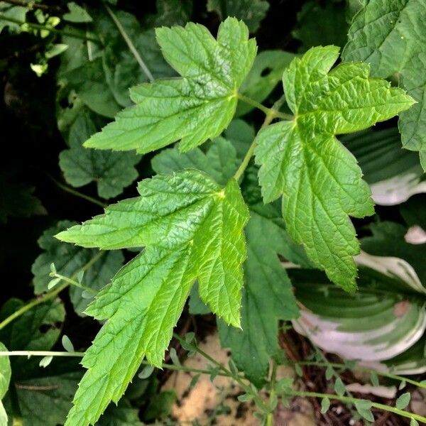 Eriocapitella hupehensis Leaf