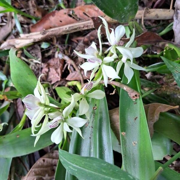 Prosthechea fragrans Кветка