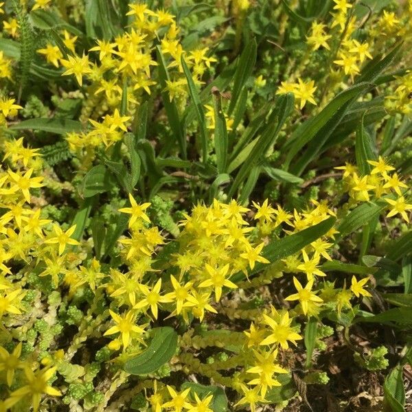 Sedum acre Flor