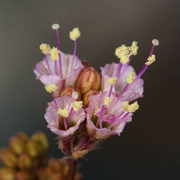 Anulocaulis annulatus Blomst