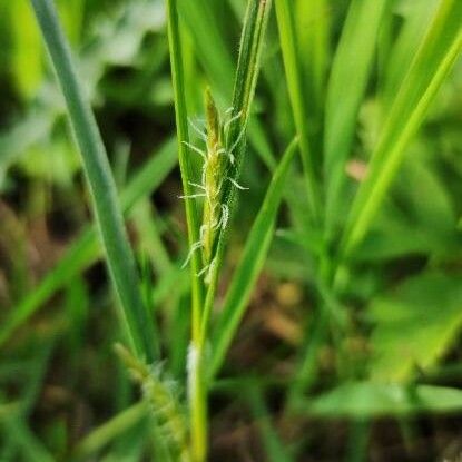 Carex hirta 花