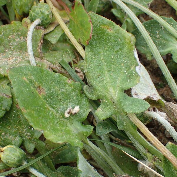 Arctotheca calendula Leaf