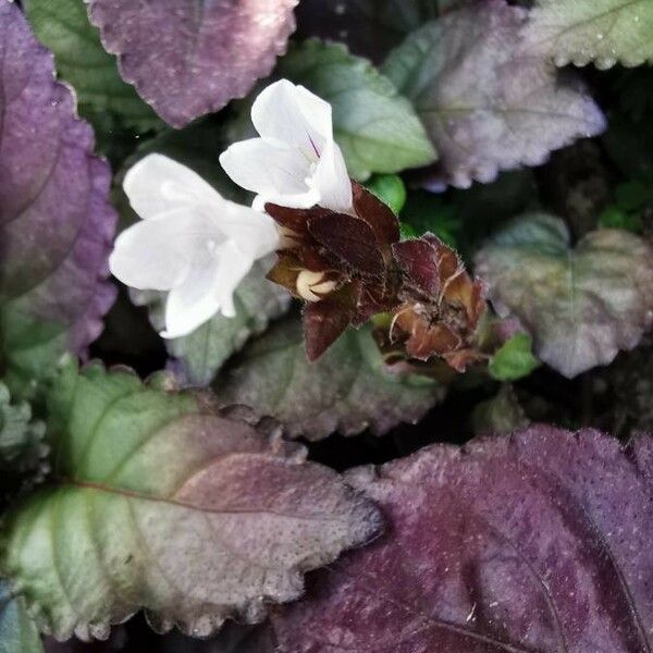 Strobilanthes alternata Цвят