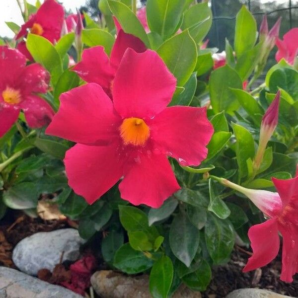 Mandevilla laxa Flower