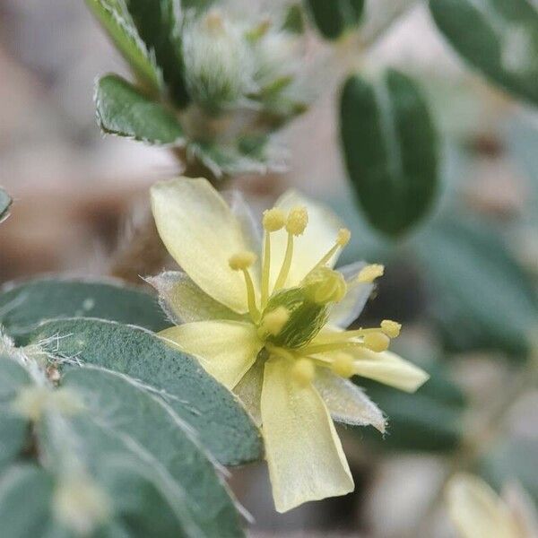 Tribulus terrestris Žiedas