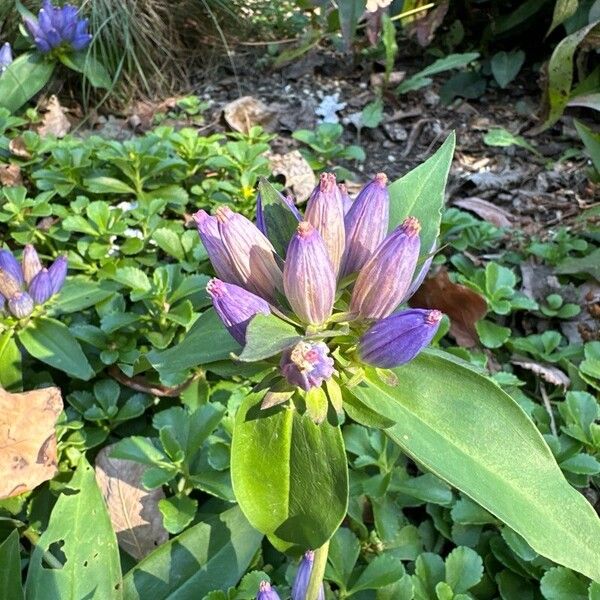 Gentiana andrewsii Fiore