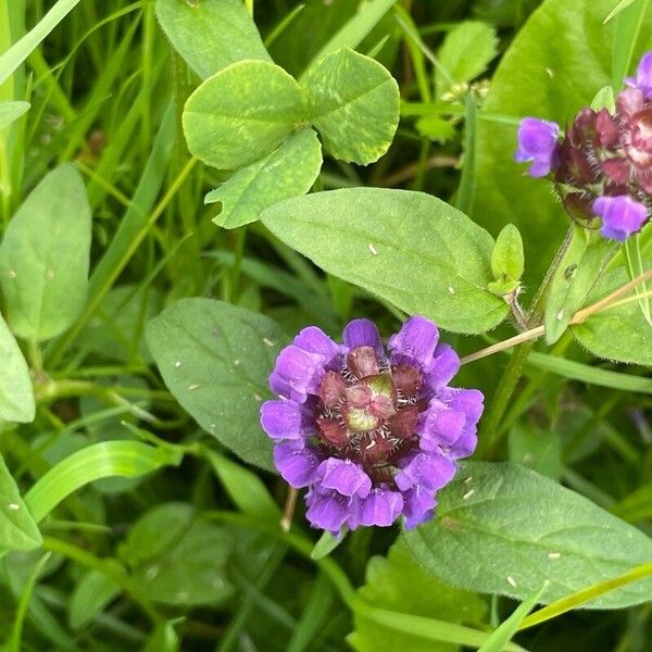 Prunella vulgaris Flower