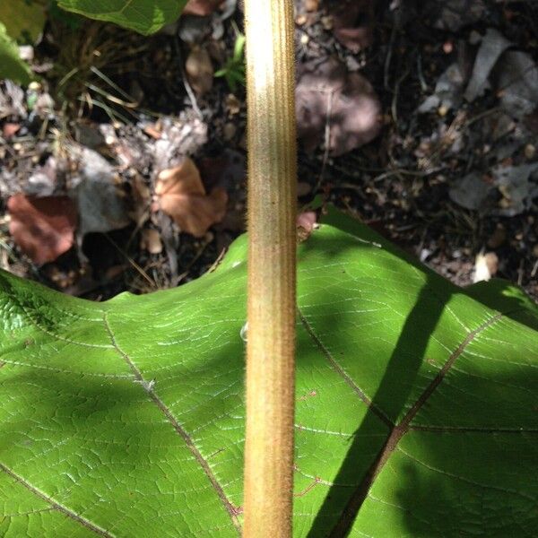 Coccoloba pubescens Schors