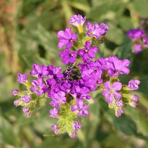 Heliotropium amplexicaule Flower