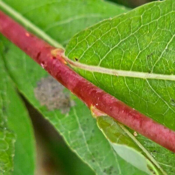 Salix purpurea Rinde