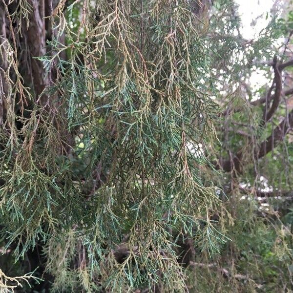 Juniperus flaccida برگ