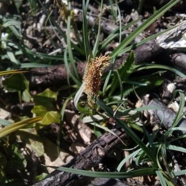 Carex caryophyllea Floro