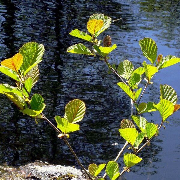 Alnus incana Blatt