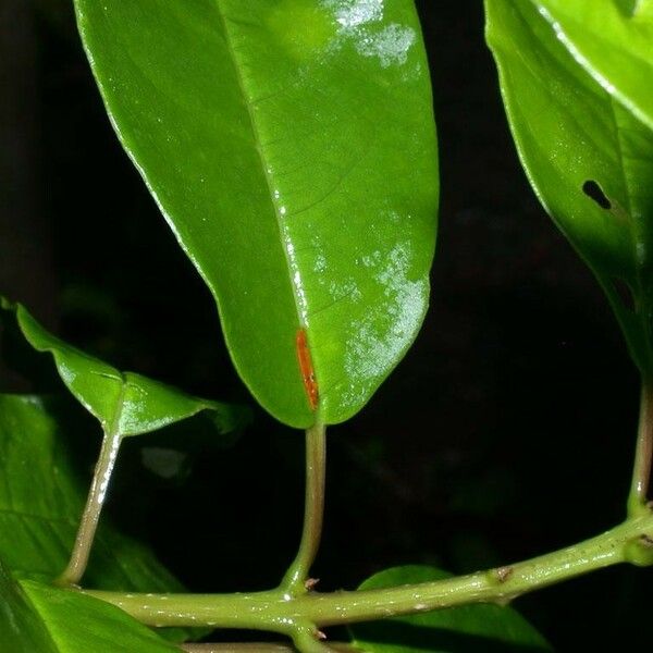 Trichostigma octandrum List