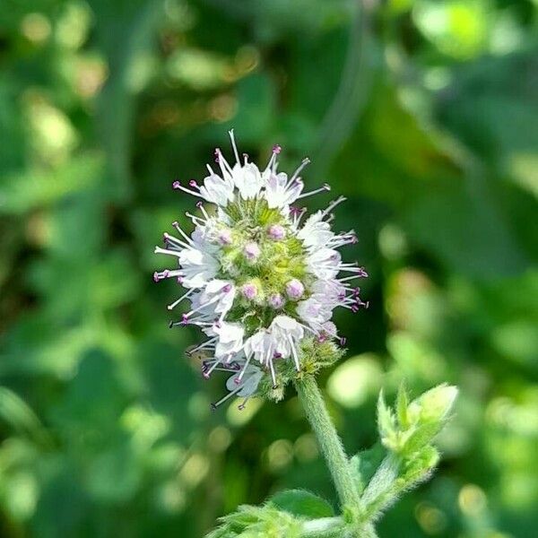 Mentha suaveolens Λουλούδι