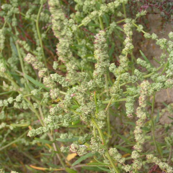 Atriplex littoralis Blomst