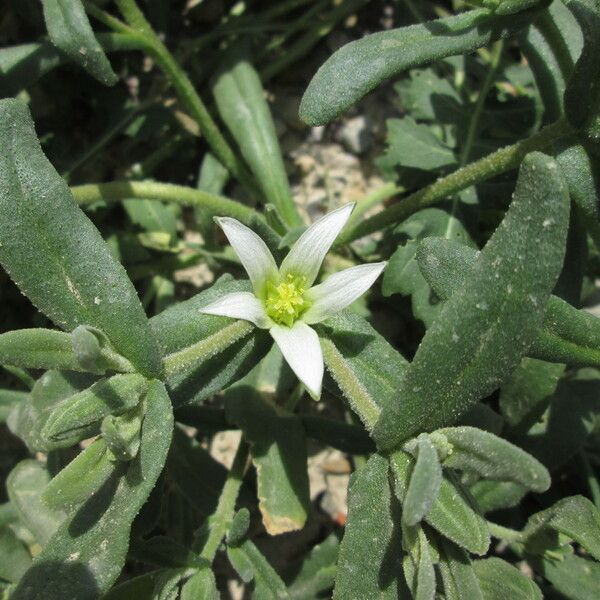 Aizoanthemum hispanicum ফুল