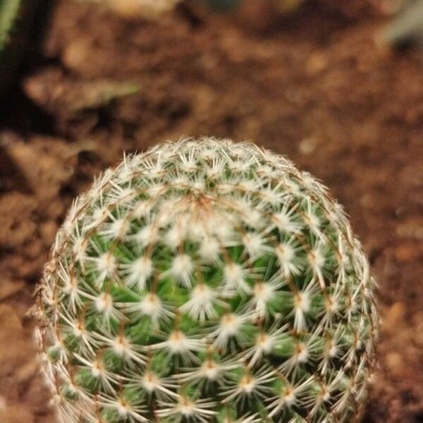 Mammillaria matudae List