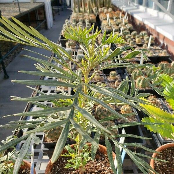 Grevillea banksii Yeri